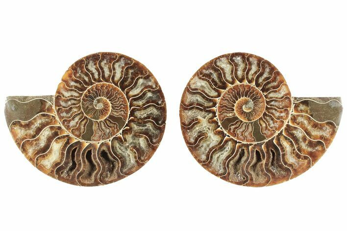 5.1" Cut & Polished, Agatized Ammonite Fossil - Madagascar